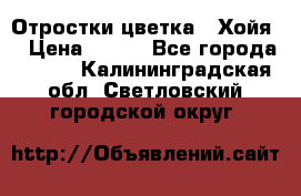 Отростки цветка  “Хойя“ › Цена ­ 300 - Все города  »    . Калининградская обл.,Светловский городской округ 